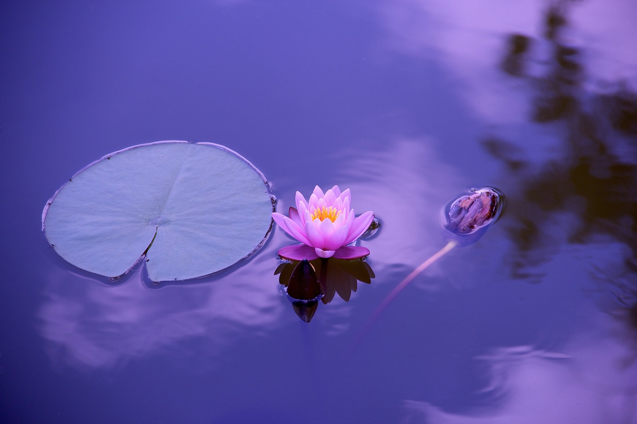lotus-1205631_1280 Self-care