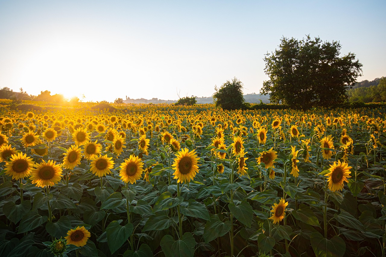 Summer stress and overwhelm