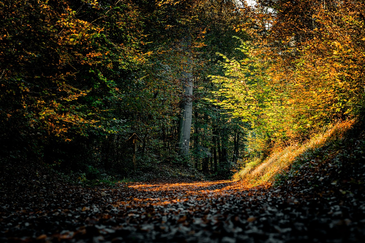 Shorter days, darker evenings:looking after your wellbeing this autumn